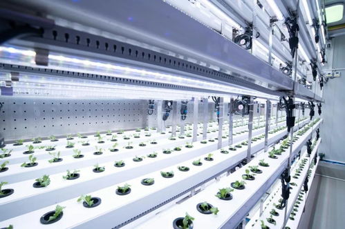 新農(nóng)人的求索 既要種菜，也要種錢——信息科技賦能現(xiàn)代農(nóng)業(yè)新路徑